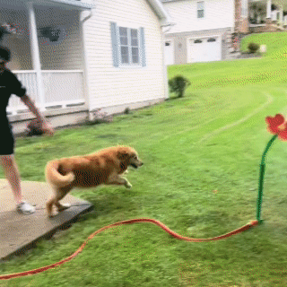 The Crazy Daisy Sprinkler